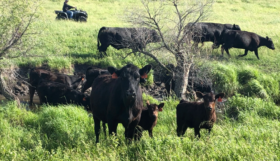 About the Herd