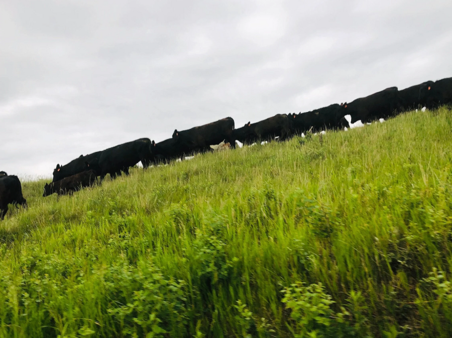 Cattle Care
