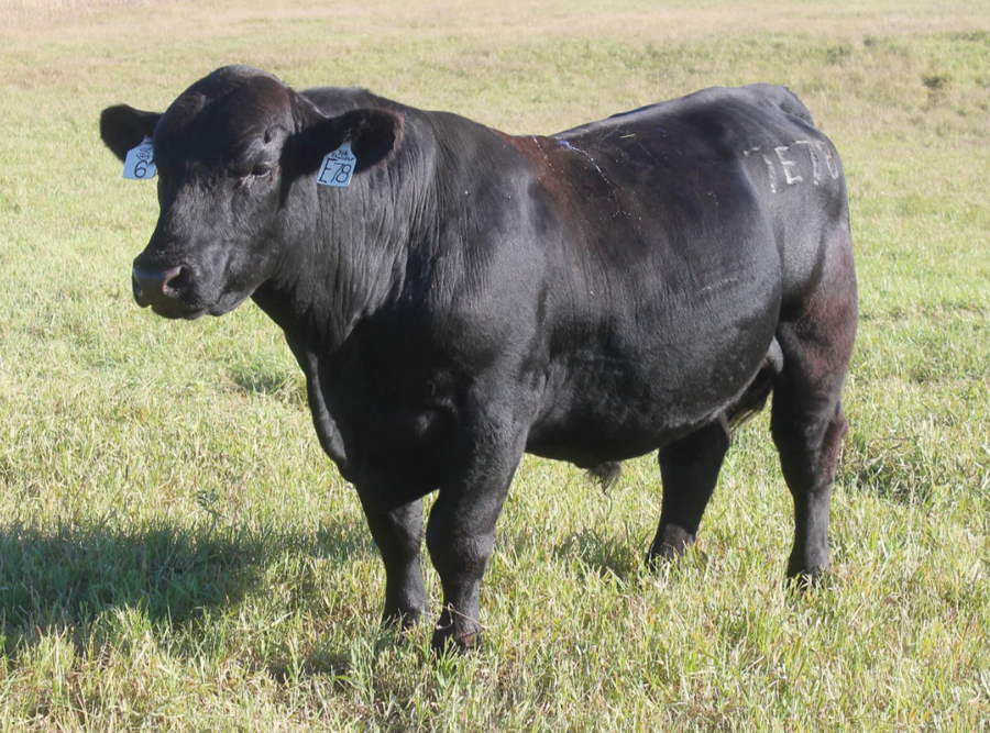 Herd Genetics