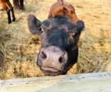 Farm Animals