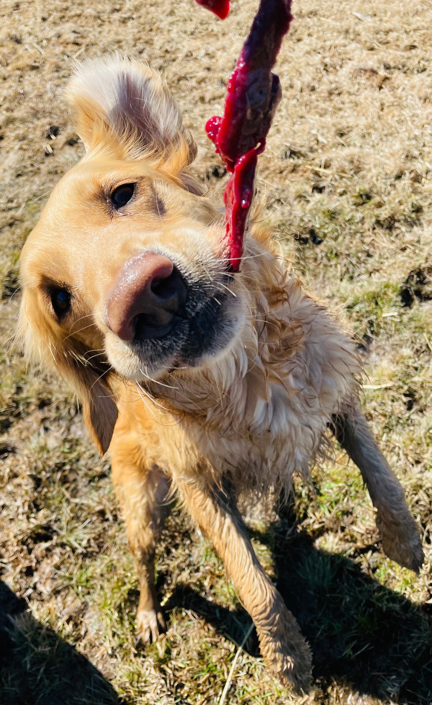 Farm Dog Treat Package