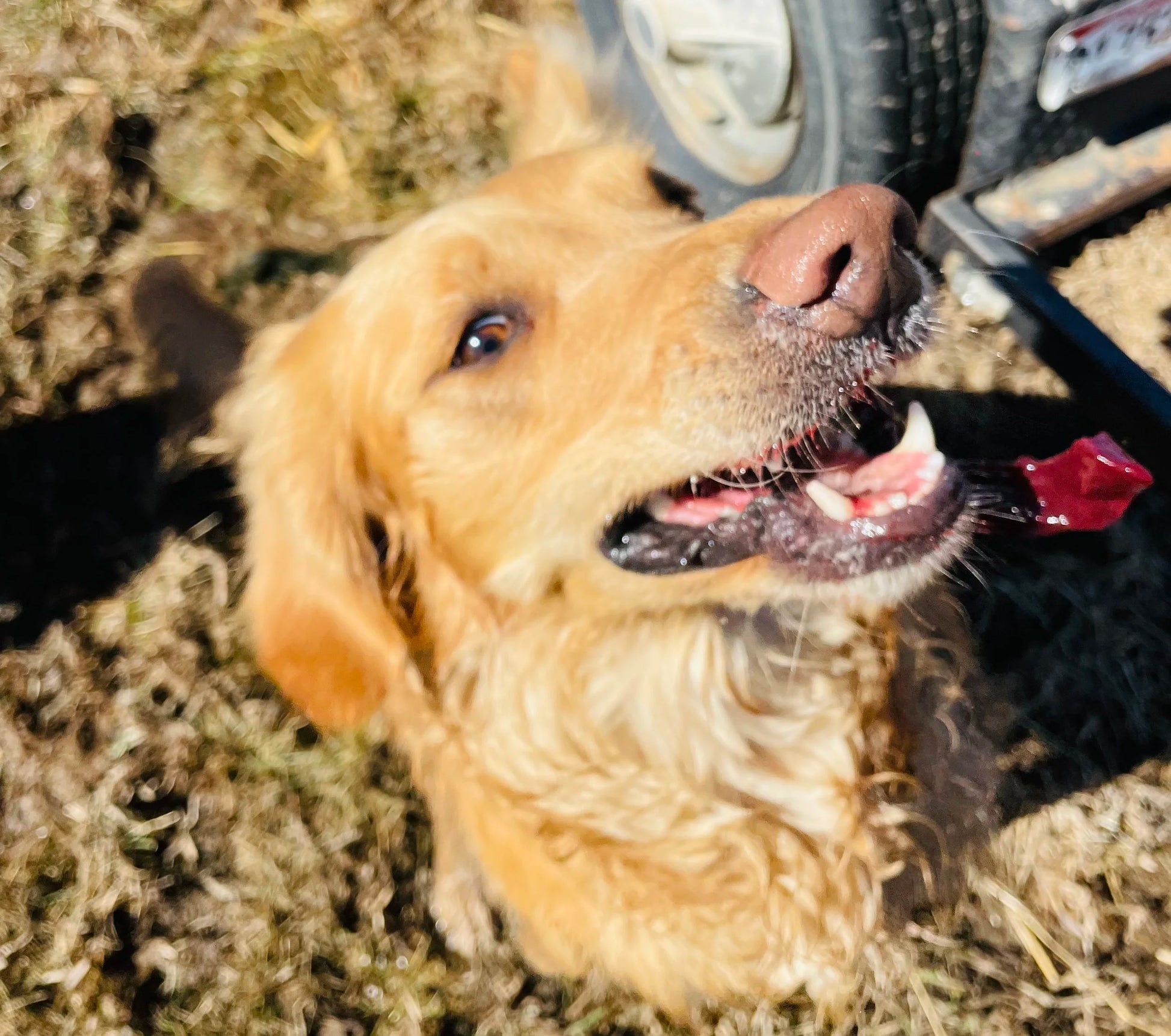 Farm Dog Treat Package - view 2