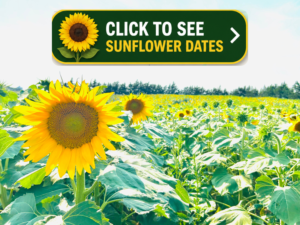 Click to see Sunflower Festival dates